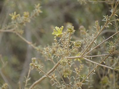 Gnidia squarrosa, photographed by Shaun Swanepoel