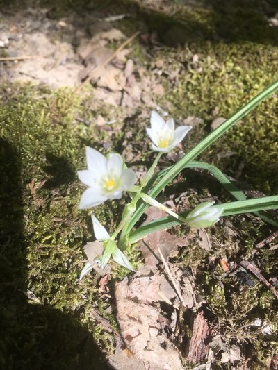 Ornithogalum fimbriatum, photographed by Максим Шумских