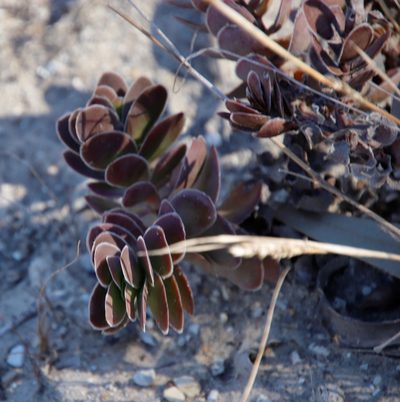 Crassula fallax, photographed by Tony Rebelo