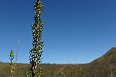 Anthospermum aethiopicum, photographed by Di Turner