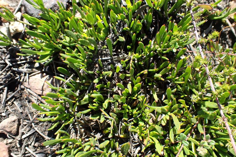 Centella sessilis, photographed by Di Turner