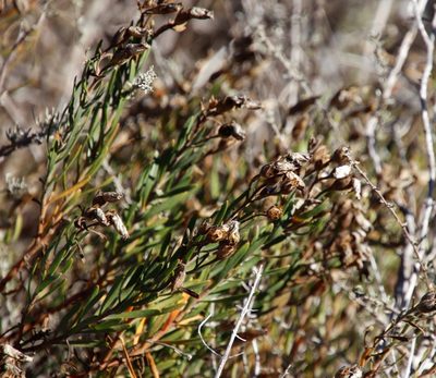 Orphium frutescens, photographed by Tony Rebelo