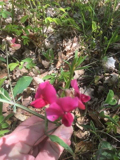 Lathyrus rotundifolius, photographed by Максим Шумских