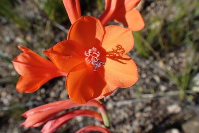 Watsonia pillansii, photographed by Di Turner