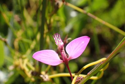 Polygala refracta, photographed by Di Turner