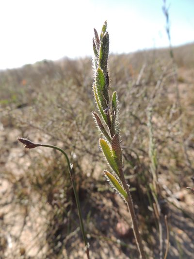 Lobostemon glaber, photographed by Jacques van der Merwe