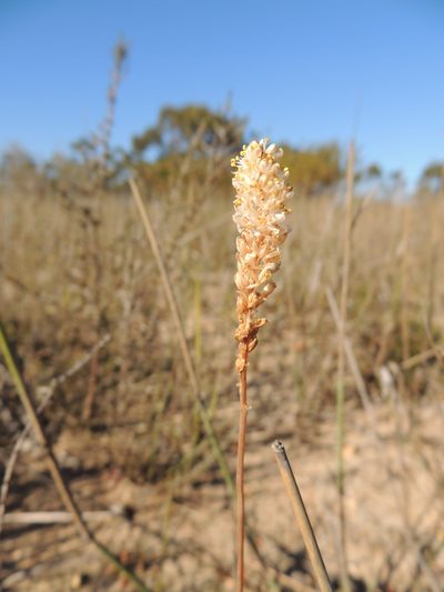Bulbinella trinervis, photographed by Jacques van der Merwe