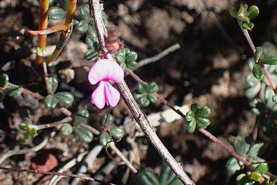 Indigofera outeniquensis, photographed by Di Turner