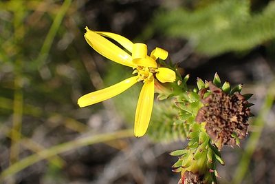 Senecio pinifolius, photographed by Di Turner