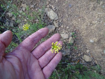 Gnidia squarrosa, photographed by Shaun Swanepoel