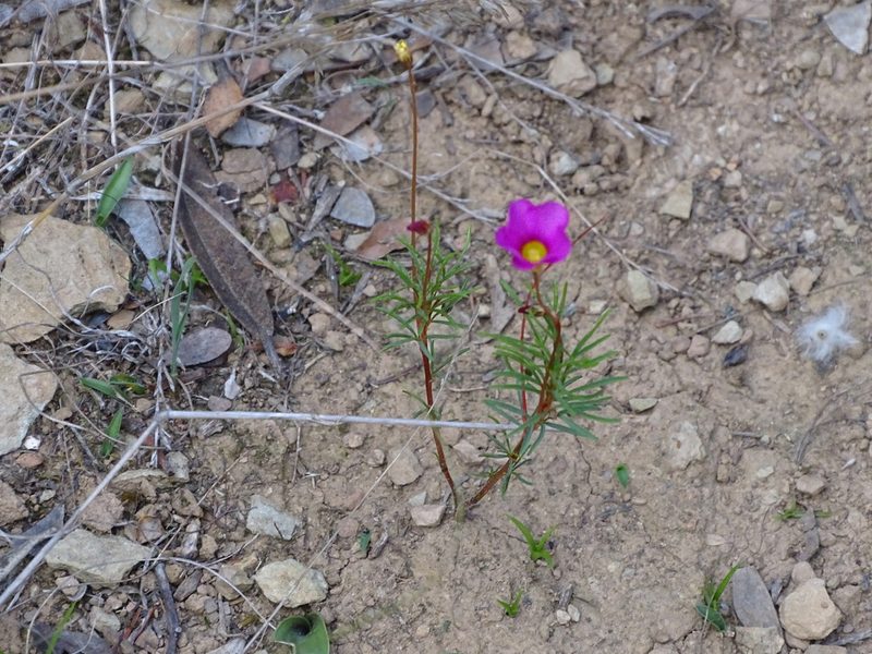Oxalis confertifolia, photographed by Shaun Swanepoel
