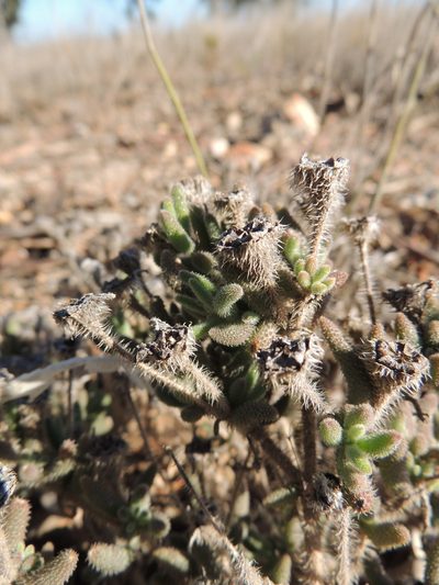 Drosanthemum calycinum, photographed by Jacques van der Merwe
