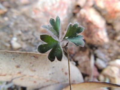 Pelargonium ternifolium, photographed by Jacques van der Merwe