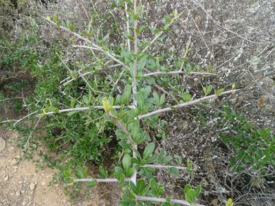 Searsia pterota, photographed by Shaun Swanepoel
