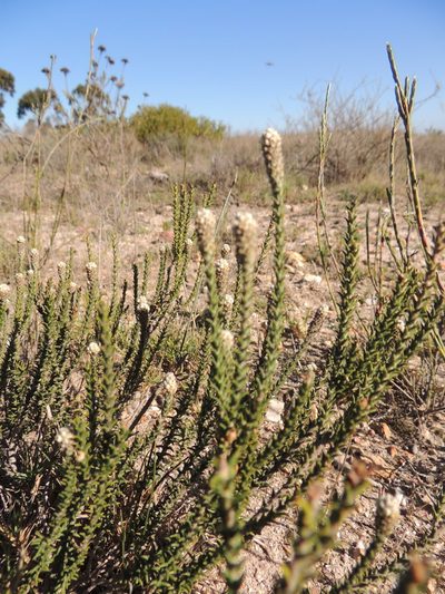 Phylica thunbergiana, photographed by Jacques van der Merwe