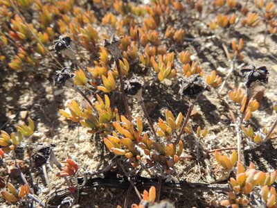 Lampranthus debilis, photographed by Jacques van der Merwe