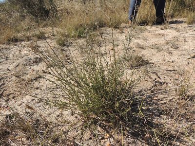 Podalyria microphylla, photographed by Jacques van der Merwe