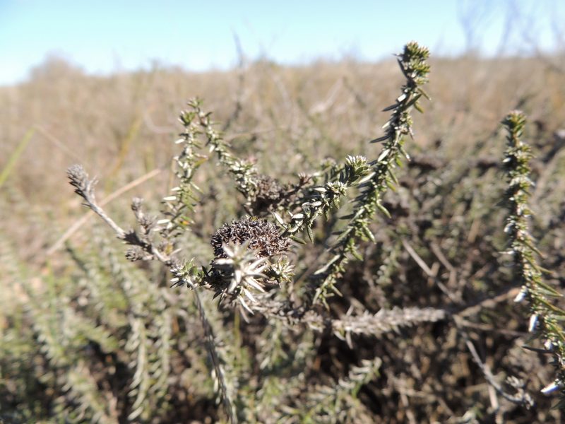 Metalasia capitata, photographed by Jacques van der Merwe