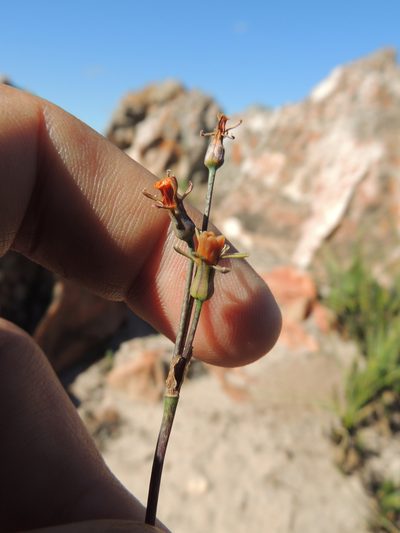 Tulbaghia alliacea, photographed by Jacques van der Merwe