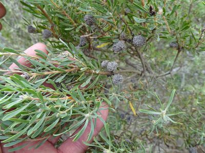 Leucadendron galpinii, photographed by Shaun Swanepoel