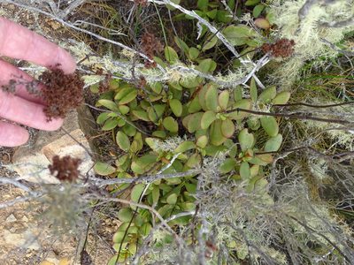 Crassula cultrata, photographed by Shaun Swanepoel
