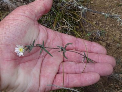 Drosanthemum calycinum, photographed by Shaun Swanepoel