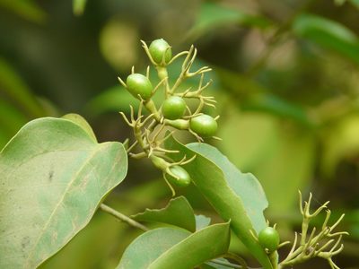 Jasminum malabaricum, photographed by Dinesh Valke