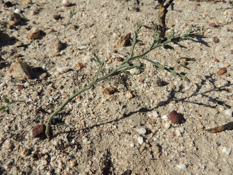 Asparagus undulatus, photographed by Jacques van der Merwe