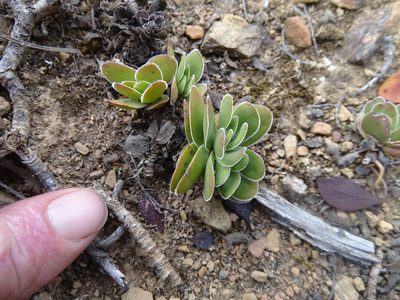 Crassula ciliata, photographed by Shaun Swanepoel