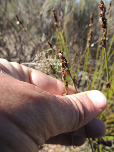 Elegia vaginulata, photographed by Jacques van der Merwe