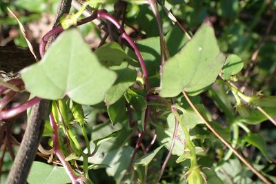 Senecio tamoides, photographed by Di Turner