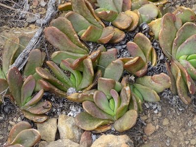 Glottiphyllum depressum, photographed by Shaun Swanepoel