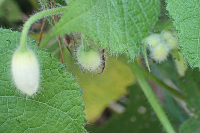 Sparrmannia africana, photographed by Di Turner