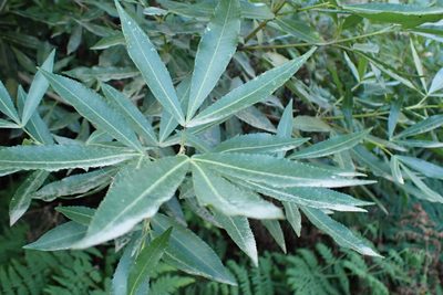 Platylophus trifoliatus, photographed by Di Turner