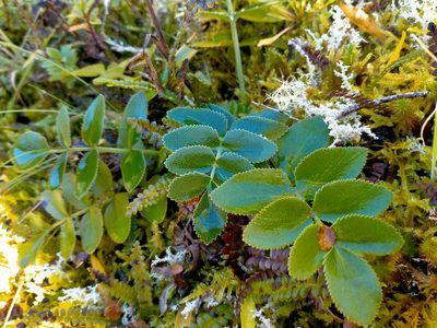 Gingidia montana, photographed by John Barkla