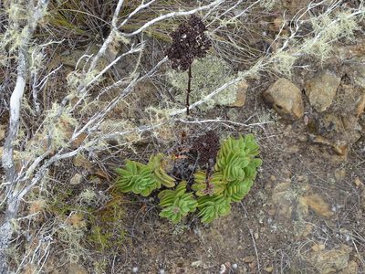 Crassula ciliata, photographed by Shaun Swanepoel