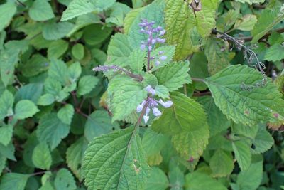 Plectranthus fruticosus, photographed by Di Turner