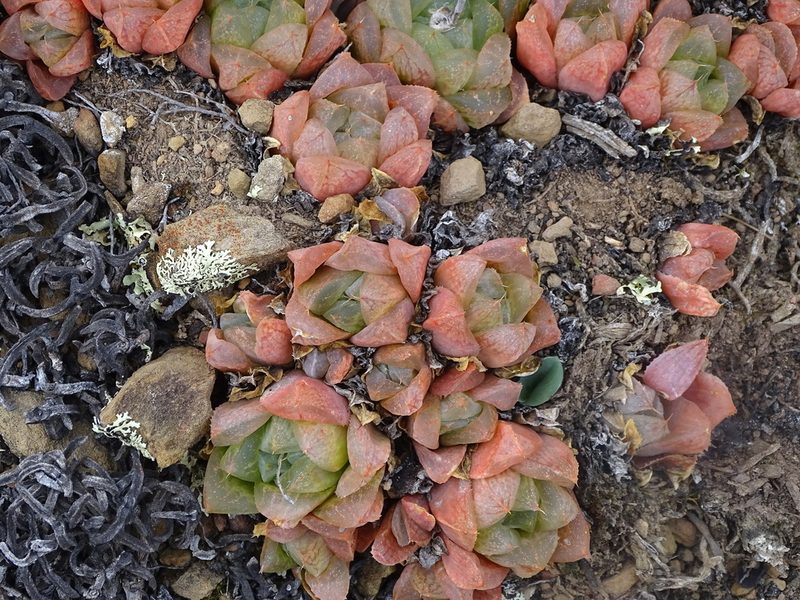 Haworthia turgida, photographed by Shaun Swanepoel