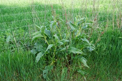 Rumex patientia, photographed by Patrick Hacker