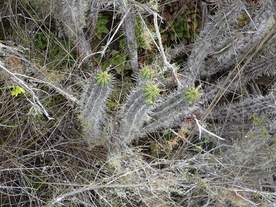 Euphorbia heptagona, photographed by Shaun Swanepoel