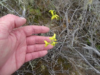 Albuca kirstenii, photographed by Shaun Swanepoel