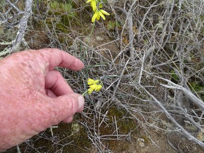 Albuca kirstenii, photographed by Shaun Swanepoel