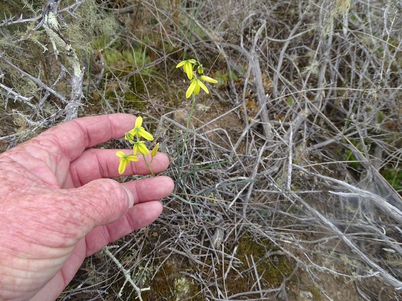 Albuca kirstenii, photographed by Shaun Swanepoel