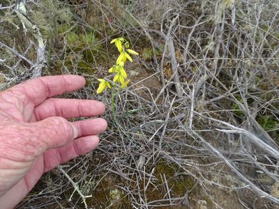 Albuca kirstenii, photographed by Shaun Swanepoel