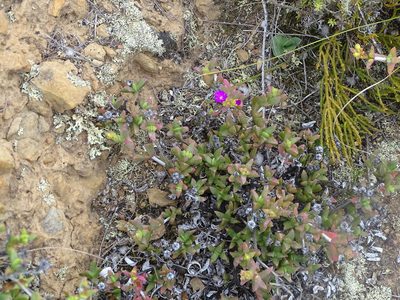 Ruschia leptocalyx, photographed by Shaun Swanepoel