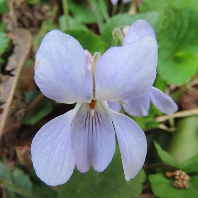 Viola grypoceras, photographed by Timur Kalininsky