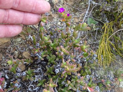 Ruschia leptocalyx, photographed by Shaun Swanepoel