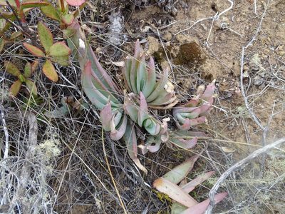 Aloe glauca, photographed by Shaun Swanepoel