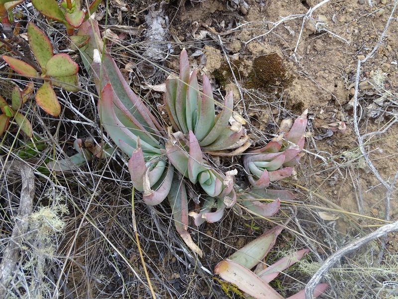 Aloe glauca, photographed by Shaun Swanepoel