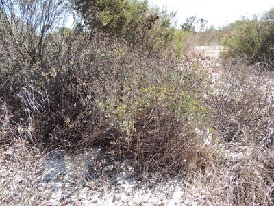Lampranthus tenuifolius, photographed by Jacques van der Merwe